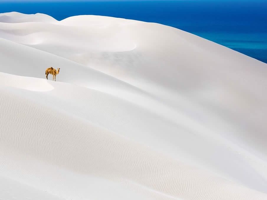 Camel, Socotra Island