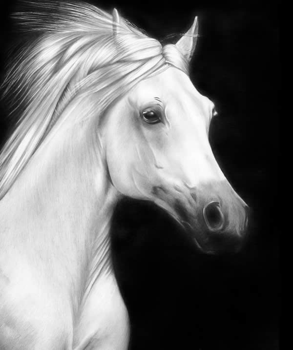 White Horse drawing