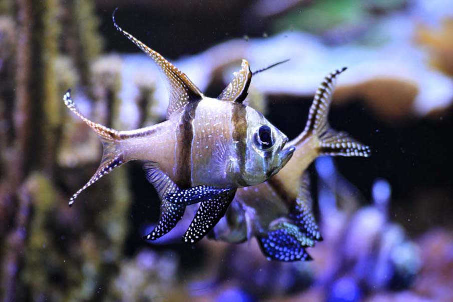 Fish in Genoas Aquarium
