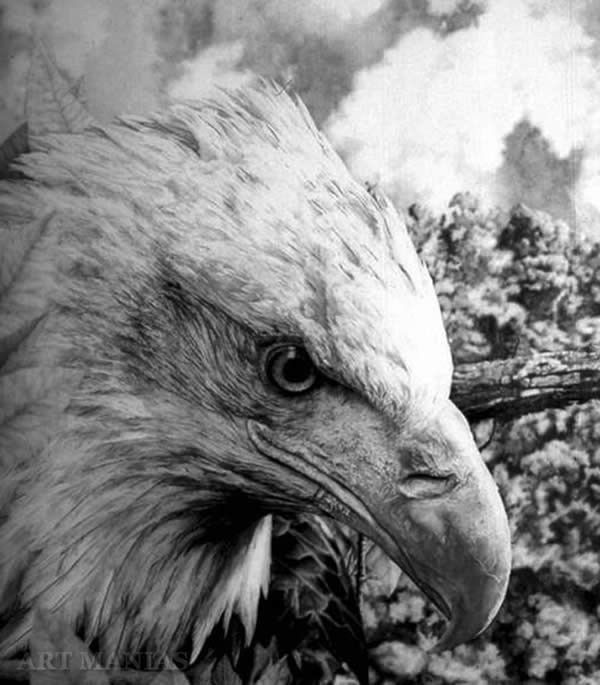 North America Eagle drawing