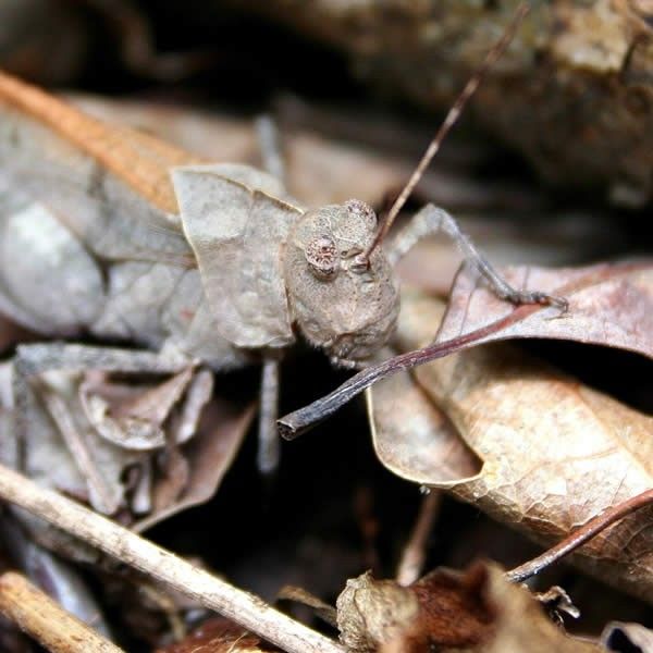 Grasshopper - Master of Camouflage Clothing