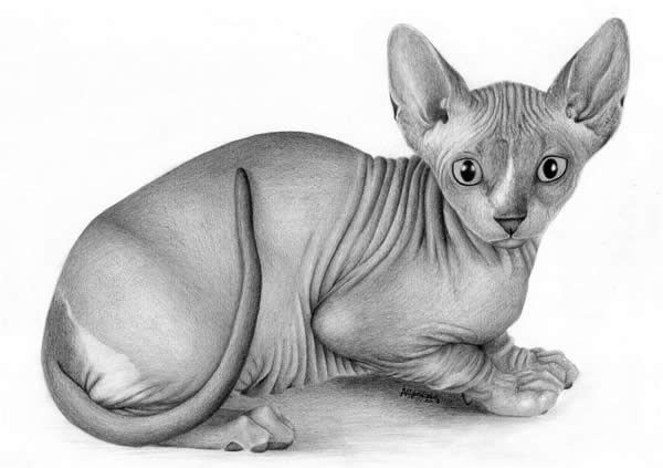 Sphinx cat drawing