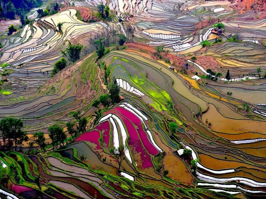Terraced Rice Field, China