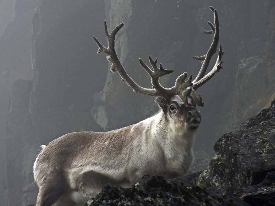 Reindeer in the Mist