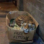 Free kittens