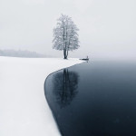 Lonely tree with snow covered in, in the misty mist in Järvenpää, Finland