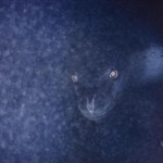 Picture of a Leopard Seal taken in the dark depths. Its only natural predator is the Killer Whale
