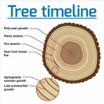 Tree timeline