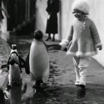 A boy walking with penguins at London Zoo (1937) 🐶
