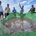 Giant freshwater stingray caught in Cambodia