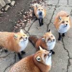 Chonky foxes