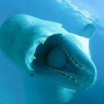 Beluga Whale not looking as friendly as it usually does. Its conical teeth help it catch and eat fish