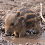 A baby warthog 💓
