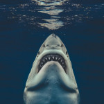 Photographer captures the real-life Jaws image