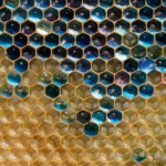 Bees producing blue honey when collecting sugar from m&amp;amp; ms factory trashcan