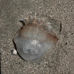 Can someone please tell me what this mysterious jellyfish look a like is?