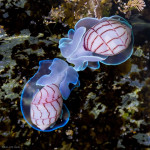 The Red-lined Bubble Snail’s body looks epic, as if it were made of plasma