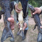 Mutation in a crocodile