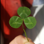 A perfect triangle pattern on this clover