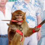 Daniel, the Vietnamese warrior monkey