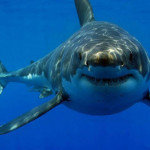 Sharks kill less than 6 to 8 people, while humans kill about 100 million sharks every year