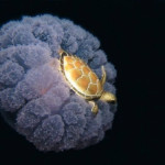 turtle riding jellyfish