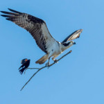 One in a million shot of a blackbird catching a ride on an osprey’s stick in Michigan (by Jocelyn Anderson)