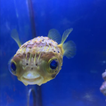 Cute fish