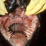 Inside look at the mouth of a leatherback turtle: Absolutely NOT
