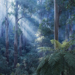 Thick temperate rainforest, predominantly of tall mountain ash in the Dandenongs, Australia