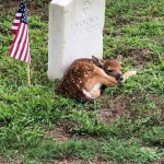 A fawn fell asleep on this unknown soilders grave