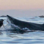 Sea lion trying its best to maneuver away from the jaws of a white shark, South Africa