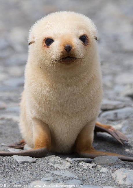 Baby seal looks like a puppy