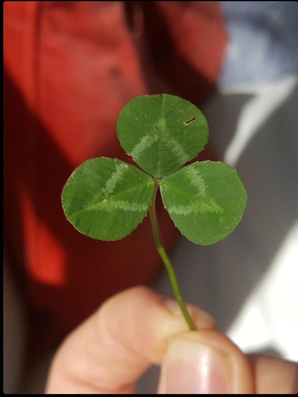 A perfect triangle pattern on this clover